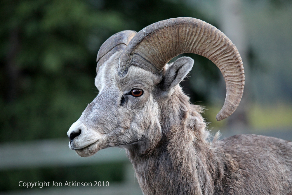 Bighorn Sheep, Banff National Park. Bighorn Sheep